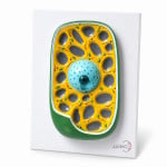 Plant Cell Model